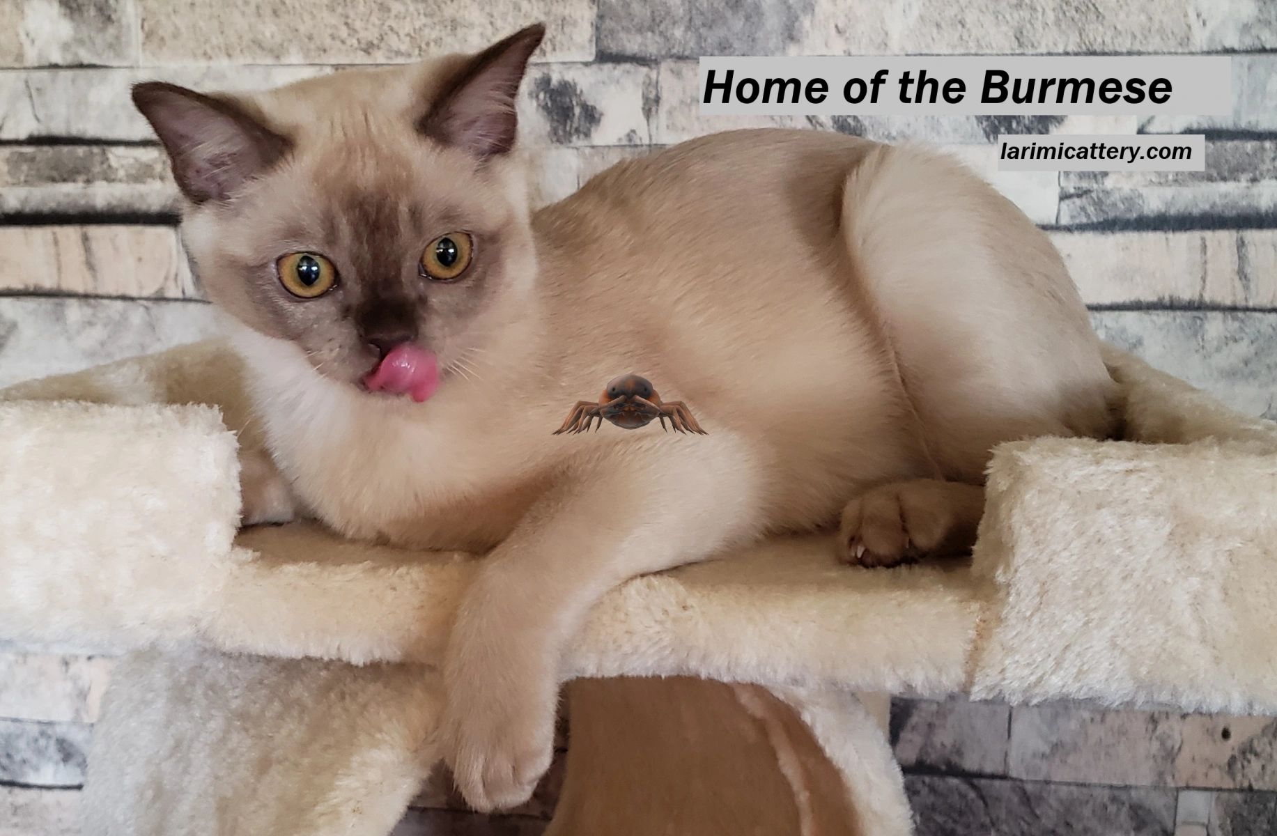 Burmese cat hot sale champagne